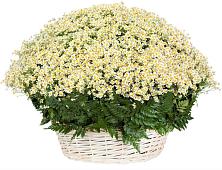 Цветочная композиция из Ромашки в корзине #REPLACE_PRED# Кошерово